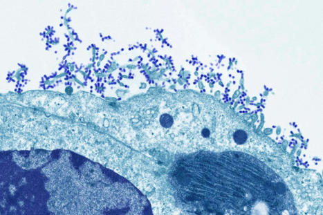 Promising Universal Flu Vaccine Could Protect Against 20 Different Strains | Amazing Science | Scoop.it