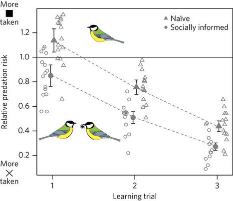 Les oiseaux apprennent le goût désagréable des insectes par mimétisme | EntomoNews | Scoop.it