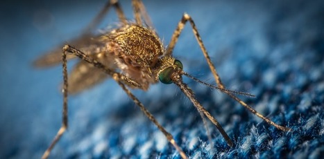 Ces virus exotiques qui nous menacent | EntomoNews | Scoop.it