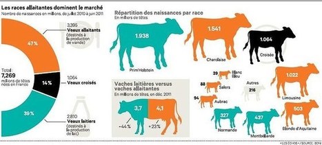 Grimaud devient un acteur clef de la g&eacute;n&eacute;tique animale en Chine | Revue de presse &eacute;conomique du Sud Touraine | Scoop.it