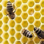 Les abeilles, petits génies du BTP | EntomoNews | Scoop.it