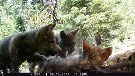 Meet the Lassen Pack: New family of gray wolves found in Northern California | Coastal Restoration | Scoop.it