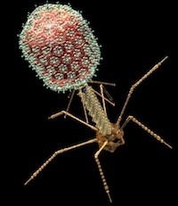 Phages hijack a host's defence | Virology News | Scoop.it