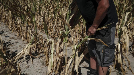 L&rsquo;indemnisation ouverte pour les agriculteurs mayennais victimes de la canicule dans leurs champs - Ouest France [Abonn&eacute;s] | Agriculture en Pays de la Loire | Scoop.it