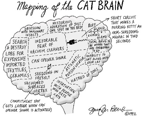 CatStuff: The Mapping of a Cat's Brain | Lolcats | Scoop.it