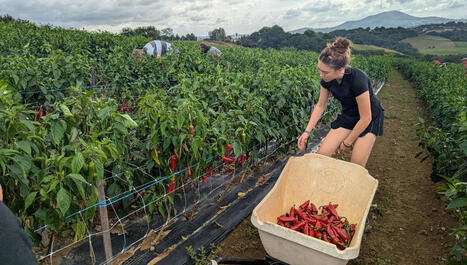 "J'espère qu'on va aller sur une année normale" : la récolte du piment d'Espelette entre espoir et prudence - ici | BABinfo Pays Basque | Scoop.it