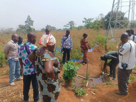 SAFIR, un projet d'AGROFORESTERIE innovant pour le développement durable en Côte d'Ivoire  | CIHEAM Press Review | Scoop.it