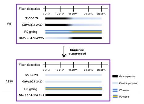 Suppressing a Putative Sterol Carrier Gene Reduces Plasmodesmal Permeability and Activates Sucrose Transporter Genes during Cotton Fiber Elongation ($) | The Plant Cell | Scoop.it