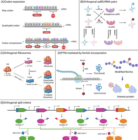 Orthogonal regulation of protein abundance | tin | RMH | Scoop.it