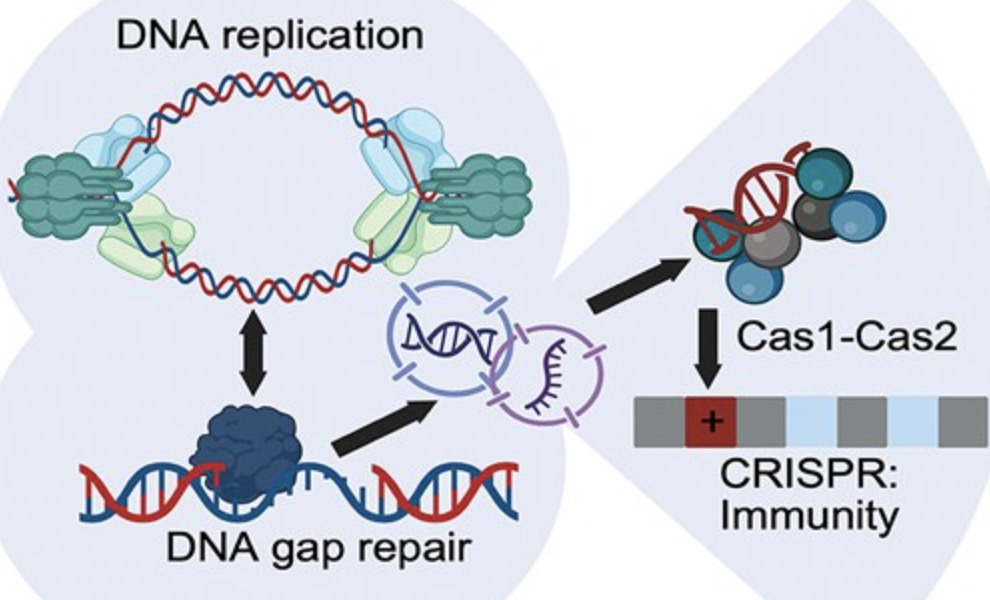 Visualizing the interplay of Cas1–Cas2 wi...