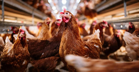 USDA Says it Accidentally Fired Officials Working on Bird Flu and is Trying to Rehire Them | Virus World | Scoop.it