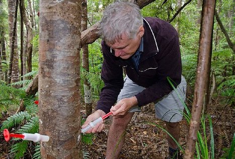 News: 'Wonder drug' tried on kauri 'HIV' | Plants and Microbes | Scoop.it