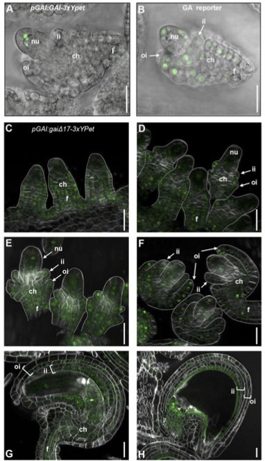 DELLA proteins positively regulate seed size in Arabidopsis&nbsp; | Plant and Seed Biology | Scoop.it