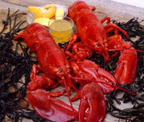 How to Eat Lobster | Boston, you're my home | Scoop.it