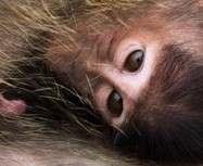 Tropical Rainforests - Untamed Science | Rainforest CLASSROOM | Scoop.it