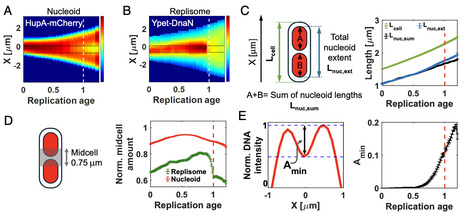 The role of active mRNA–ribosome dynamics and closing constriction in daughter chromosome separation in Escherichia coli | pnas | RMH | Scoop.it