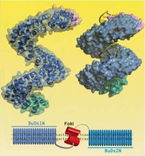BuD, a helix–loop–helix DNA-binding domain for genome modification | Genetic Engineering Publications - GEG Tech top picks | Scoop.it