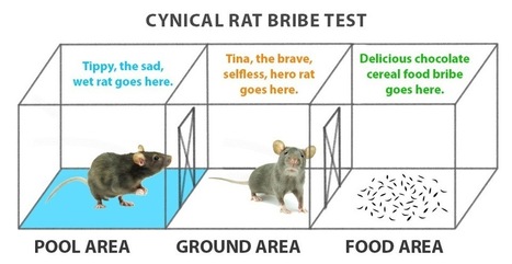 The science of rat empathy and what it tells us about human kindness | Empathy and Animals | Scoop.it