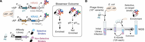 PANCS-spec-Binders: A system for rapidly discovering isoform- or epitope-specific binders | brvt | RMH | Scoop.it