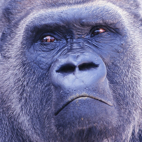 HuffingtonPost : "Apes may be much closer to human speech than we realized | Ce monde à inventer ! | Scoop.it