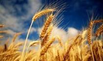Agriculture: Egypt buys 240,000 tons of wheat from France, Romania and Russia | MED-Amin network | Scoop.it
