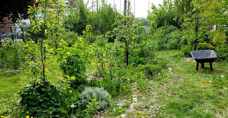 Une exp&eacute;rience d'agroforesterie urbaine : le jardin Ressource, &agrave; Lille | Nature en ville | Scoop.it