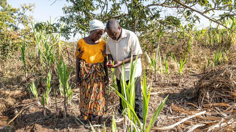 MALAWI: Ulangizi AI helps farmers with advice about pests, drought, and climate change | AFRIQUES | Scoop.it