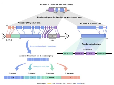 bioRxiv: Multiple reference genome sequences of hot pepper reveal the massive evolution of plant disease resistance genes by retroduplication (2017) | Plant Pathogenomics | Scoop.it