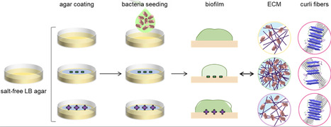 Charged agar surfaces affect E. coli biofilm properties, inducing a trade-off between curli amyloid quantity and quality | RMH | Scoop.it