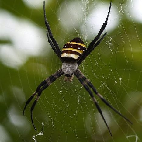 Les araignées bagarreuses | Insect Archive | Scoop.it