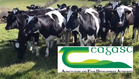 Teagasc : 32% des vaches génotypées en Irlande | Lait de Normandie... et d'ailleurs | Scoop.it