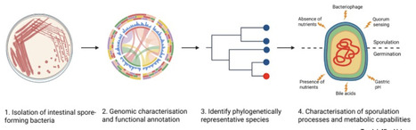 Developing spore-forming gut bacteria as model organisms | tin | RMH | Scoop.it