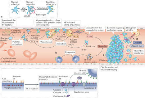 Interplay between inflammation and thrombosis in cardiovascular pathology | Immunology | Scoop.it