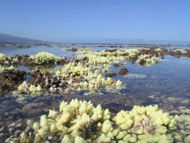 À la Réunion, la protection des récifs coralliens est l'affaire de tous | Biodiversité | Scoop.it