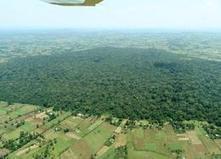 Wildlife Extra News - Fragmented rainforests can maintain their ecological functionality | Science News | Scoop.it