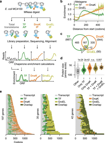 Proteome-wide determinants of co-translational chaperone binding in bacteria | Ncm | RMH | Scoop.it
