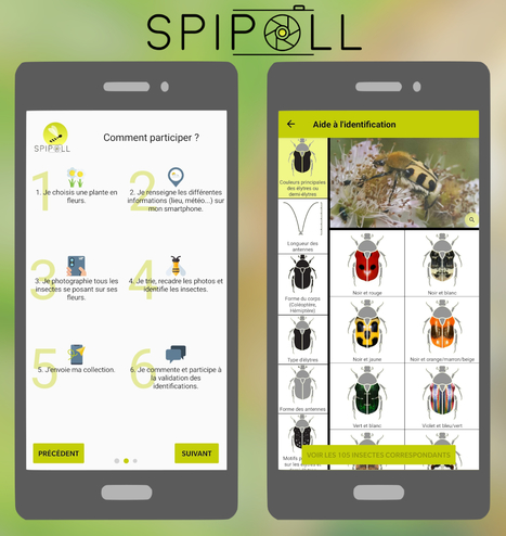 L'application Spipoll est disponible sur Android et IOS en version bêta | Variétés entomologiques | Scoop.it