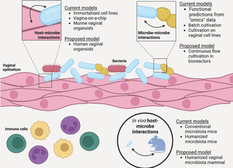 The human vaginal microbiota: from clinical medicine to models to mechanisms | CiM | RMH | Scoop.it