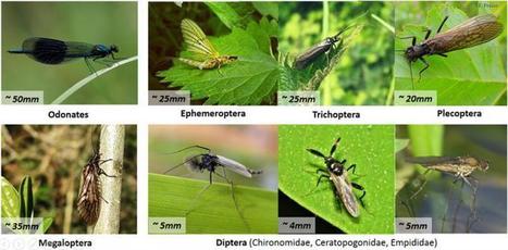 Services &eacute;cosyst&eacute;miques en milieu agricole susceptibles d&rsquo;&ecirc;tre port&eacute;s par les communaut&eacute;s d'insectes aquatiques | EntomoNews | Scoop.it