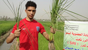 IRAQ: Research on the Influence of Irrigation Periods and Organic Manure on SRI-Grown Rice | SRI Global News ++ March - May 2025    System of Rice Intensification (SRI) | Scoop.it