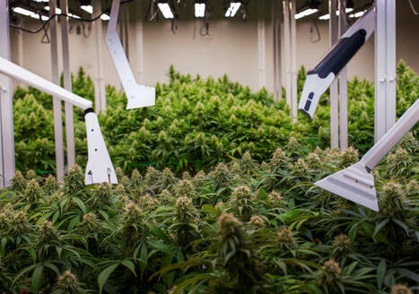 Indoor vs Outdoor Grow - Which is Better for Your Business? (Costs, Quality, and Margins!) | Cannabis.Net | Scoop.it
