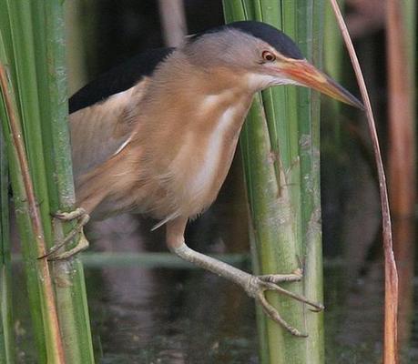 Le blongios nain et “Écopagayeur” | Les oiseaux au gré du vent | Scoop.it