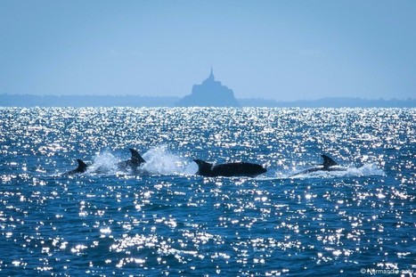 Pollution aux PCB et au mercure, dans la Manche. Les dauphins de Normandie en danger | Toxique, soyons vigilant ! | Scoop.it