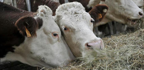 Alerte sanitaire : Un cas de brucellose bovine découvert en France | Actualité Bétail | Scoop.it