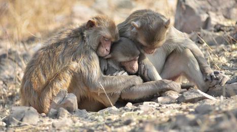 &iquest;Sienten los animales dolor por la muerte de otros? | I didn't know it was impossible.. and I did it :-) - No sabia que era imposible.. y lo hice :-) | Scoop.it