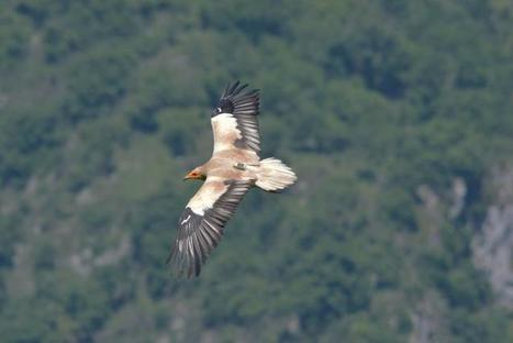 La traversée printanière d'Humboldt - Parc national des Pyrénées | Biodiversité | Scoop.it