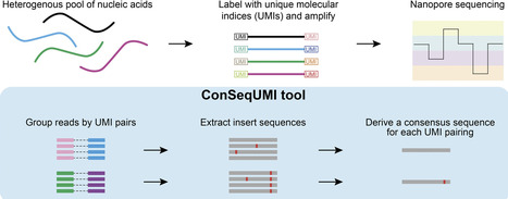 ConSeqUMI, an error-free nanopore sequencing pipeline to identify and extract individual nucleic acid molecules from heterogeneous samples | nar | RMH | Scoop.it