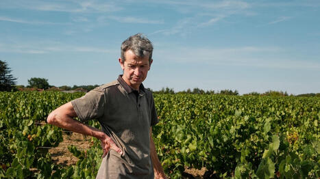Canicule, manque d&rsquo;eau&hellip; Va-t-on vers une r&eacute;colte historiquement pr&eacute;coce dans le muscadet&nbsp;? - Ouest France | Agriculture en Pays de la Loire | Scoop.it