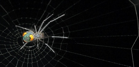 Les araignées dévorent 400 à 800 millions de tonnes d’insectes par an | EntomoNews | Scoop.it