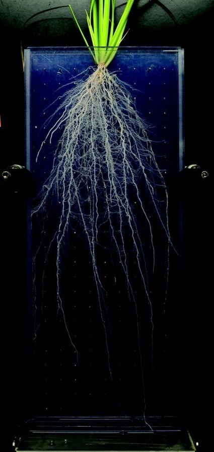 Fascination of Plants Day - Exposition et conf&eacute;rences "Les racines, la face cach&eacute;e des plantes" Agropolis International - Montpellier | Biodiversit&eacute; | Scoop.it